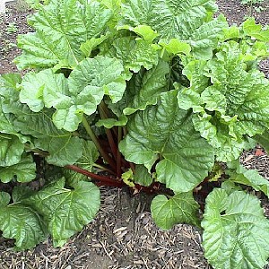 Foto van de desbetreffende plant